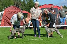 BOB & BOS Wito & Wiola  (pup) Judge: Nina Fleming